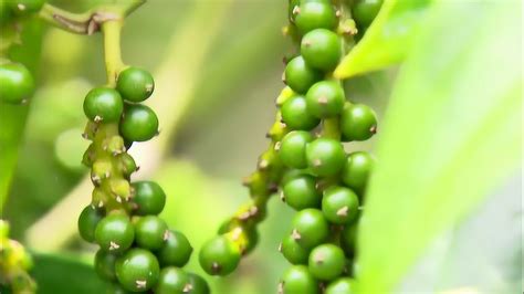 胡椒藤|黑胡椒（胡椒科胡椒属植物）